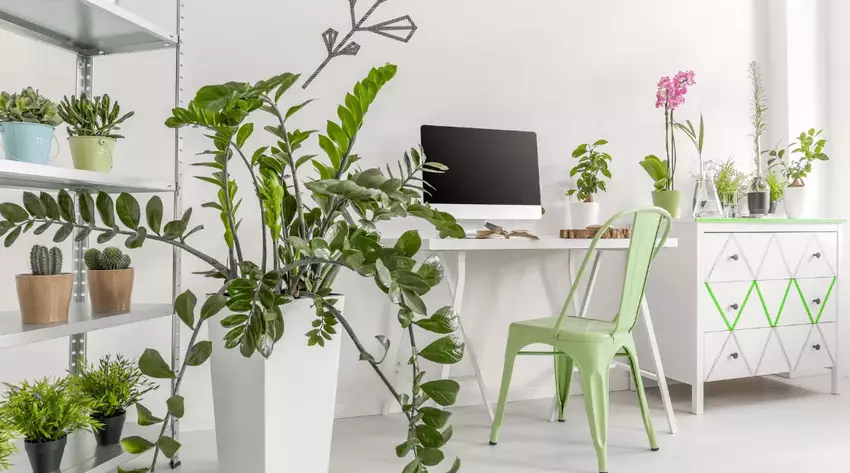 İç Mekan Bitkileri: Oturma Odanızı Dekore Etmek İçin En İyi Bitkiler