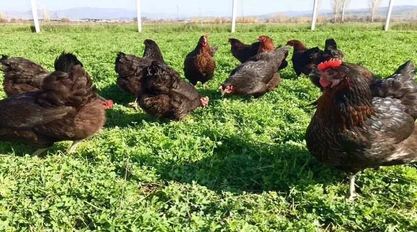 Tavuklar İçin Prefabrik Kümes Kurulumu Nasıl Olmalıdır