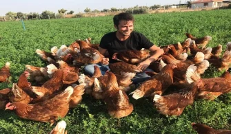 İzmir’de Tavuk İhtiyaçlarınız İçin Koçoğlu Tavukçuluk’a Danışın