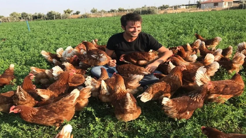 İzmir'de Tavuk İhtiyaçlarınız İçin Koçoğlu Tavukçuluk'a Danışın