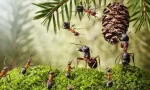 Dünya Gezegeninde Kaç Karınca Var?