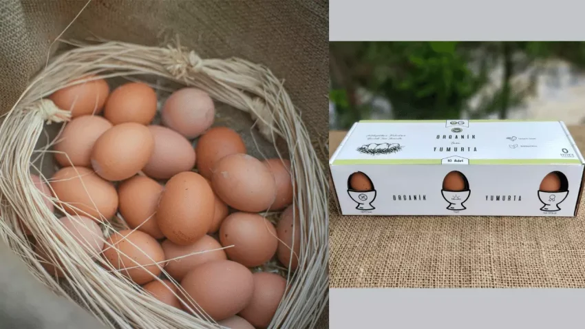 Organik Yumurta Fiyatları