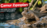 camur-zipzipi-nedir