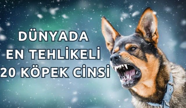 Dünyadaki En Tehlikeli 20 Köpek Cinsi