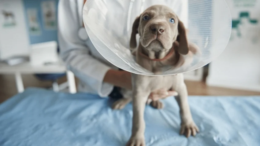 Veteriner Tavsiyeleriyle Kısırlaştırılmış Köpek Beslenmesi Rehberi