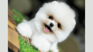 Pomeranian Boo – Sevimliliğiyle Kalpleri Fetheden Minik Köpek