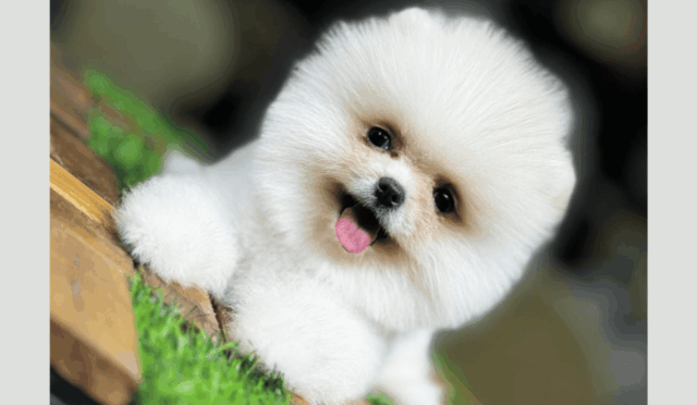 Pomeranian Boo – Sevimliliğiyle Kalpleri Fetheden Minik Köpek