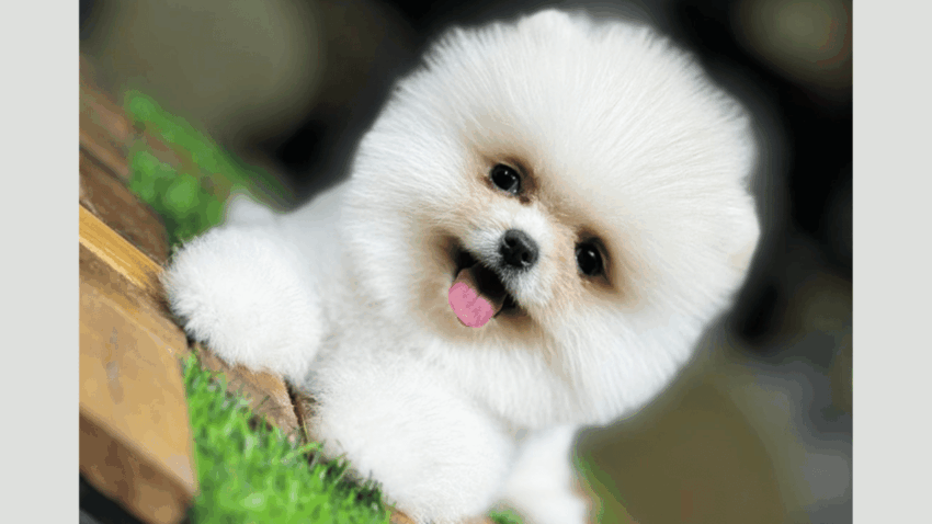 Pomeranian Boo – Sevimliliğiyle Kalpleri Fetheden Minik Köpek