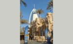 Dubai City Tour